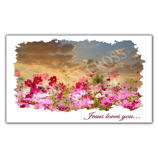 Cosmos Flowers Post Card